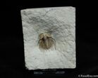 Elegantly Spiny Kettneraspis Trilobite From Oklahoma #484-1